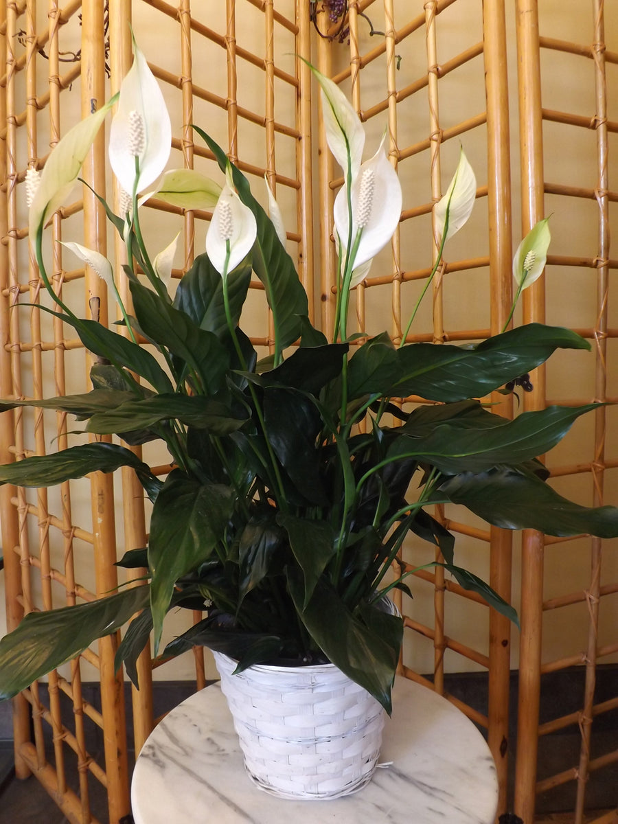 6 inch peace lily 6-inch Peace Lilies