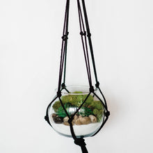  Hanging Terrarium Kit