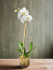  6" Single Potted Orchid