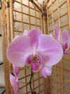 6-inch Single Potted Orchid