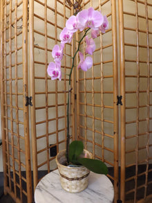  6" Single Potted Orchid