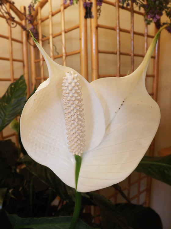 8 peace lily 8-inch Peace Lilies – Green Bench Flowers