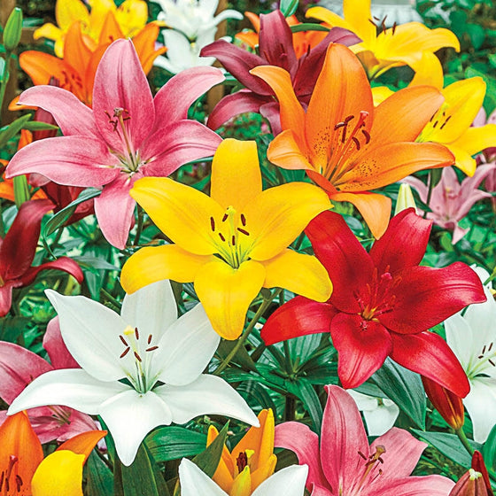 asiatic lilies colors Add Asiatic Lilies – Green Bench Flowers