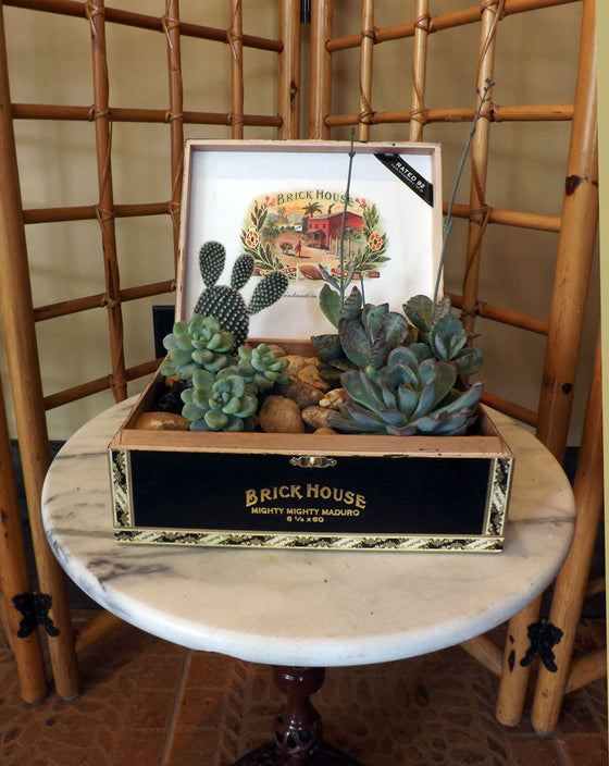succulent treasure box Cigar Box Succulents – Green Bench Flowers